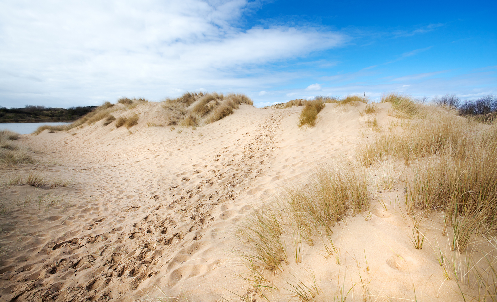 Duinen Haarlem